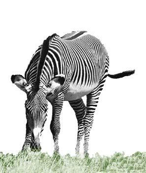 zeeb
